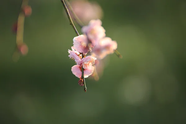 Hermosas flores de ciruela florecen en primavera —  Fotos de Stock