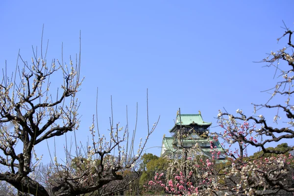 Castelo de Osaka e flores de ameixa — Fotografia de Stock