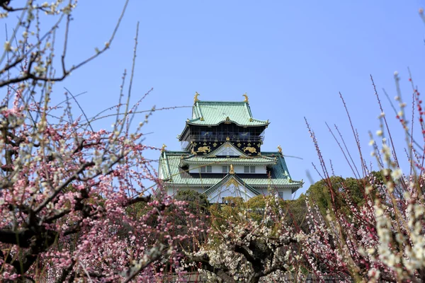 Château d'Osaka et fleurs de prunier — Photo