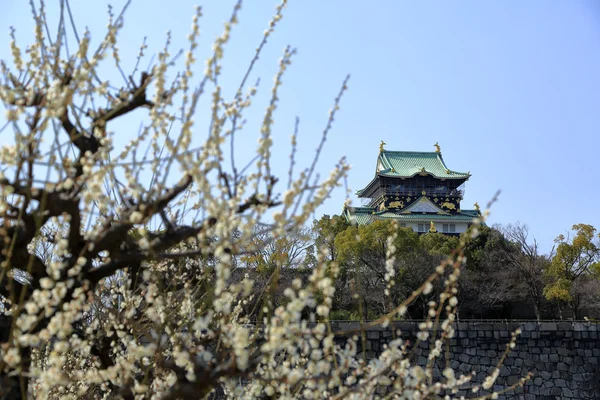 Castelo de Osaka e flores de ameixa — Fotografia de Stock