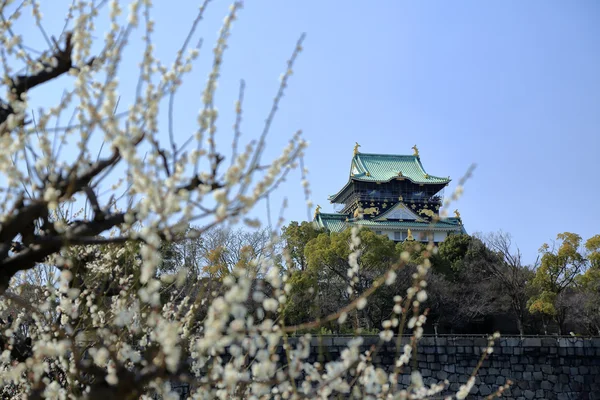 Osaka vára és a szilva virágok — Stock Fotó