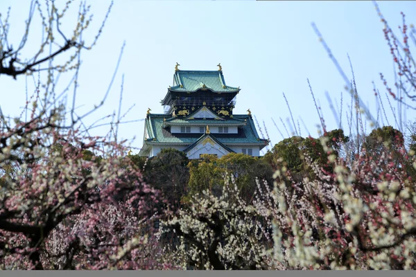 Castillo de Osaka y flores de ciruela — Foto de Stock