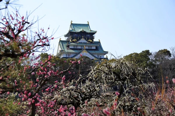 Osaka Castle and plum blossoms — Stock Photo, Image