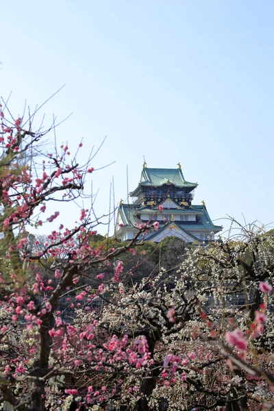 Osaka Castle and plum blossoms — Stock Photo, Image