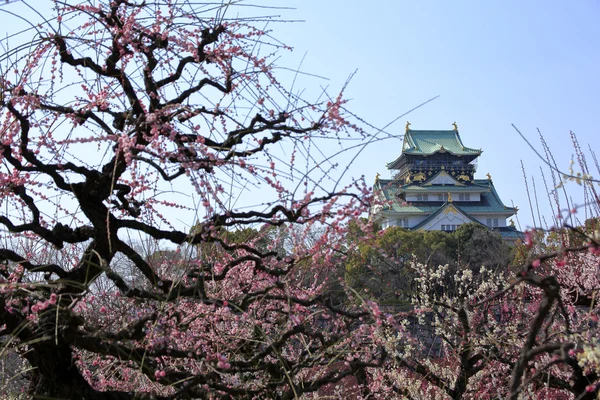 Osaka Castle and plum blossoms — Stock Photo, Image