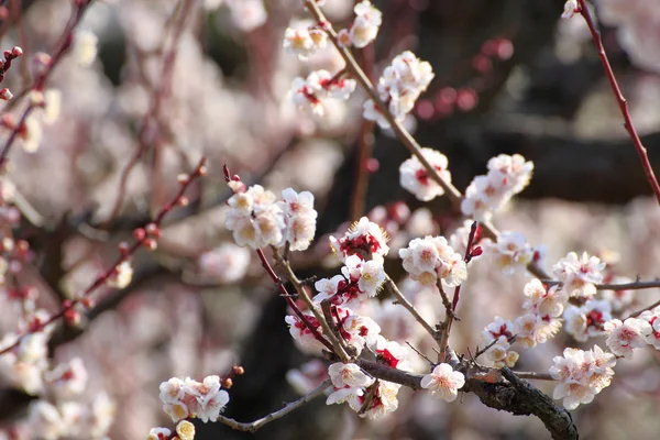 Plum blossom — Stock Photo, Image