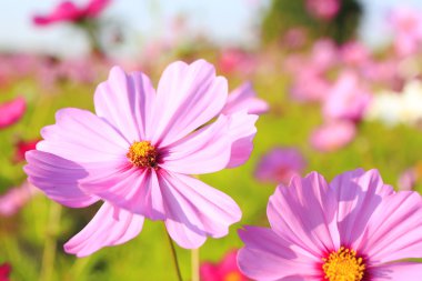 Cosmos çiçek alanı