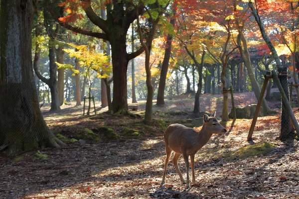 Nara geyik Nara Park'ta ücretsiz gezme — Stok fotoğraf