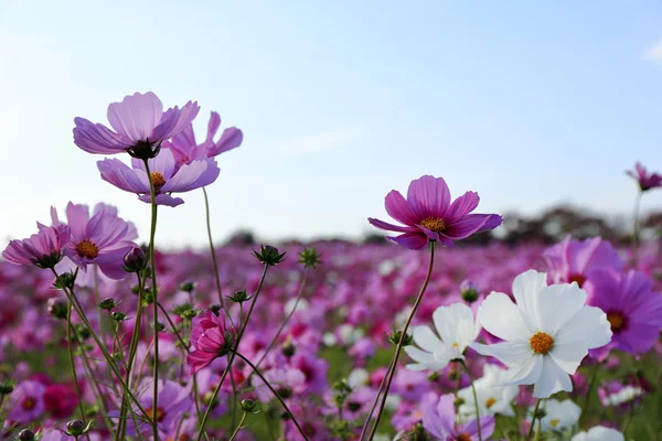 Kosmos blomma i Japan — Stockfoto