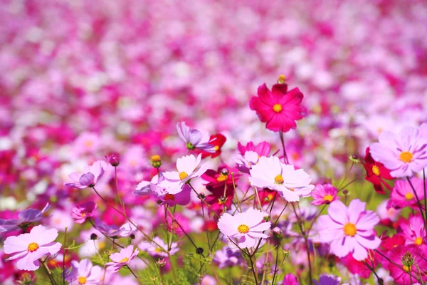 Flor del cosmos en Japón — Foto de Stock