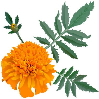 Beyaz arka planda izole edilmiş turuncu kadife çiçeği (Tagetes) gerçekçi illüstrasyonu