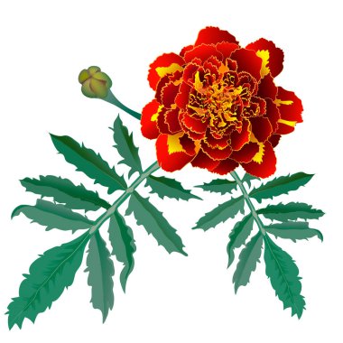 Beyaz arkaplanda izole edilmiş kırmızı kadife çiçeğinin (Tagetes) gerçekçi çizimi