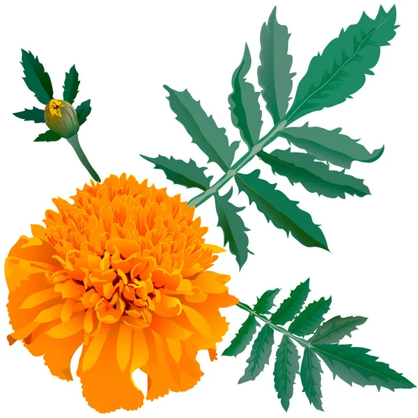 Realisztikus Illusztrációja Narancs Marigold Virág Tagetes Elszigetelt Fehér Alapon — Stock Vector