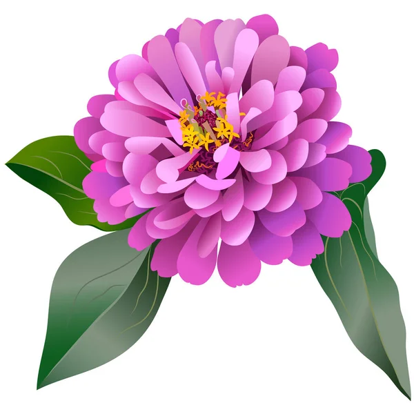 Realistic Pink Zinnia Flower Three Leaves — Stock Vector
