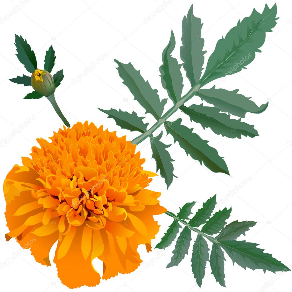 Realistic illustration of orange marigold flower (Tagetes) isolated on white background