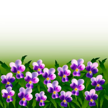 Yaprakların arka planında bir sürü mor nonoş çiçek var.