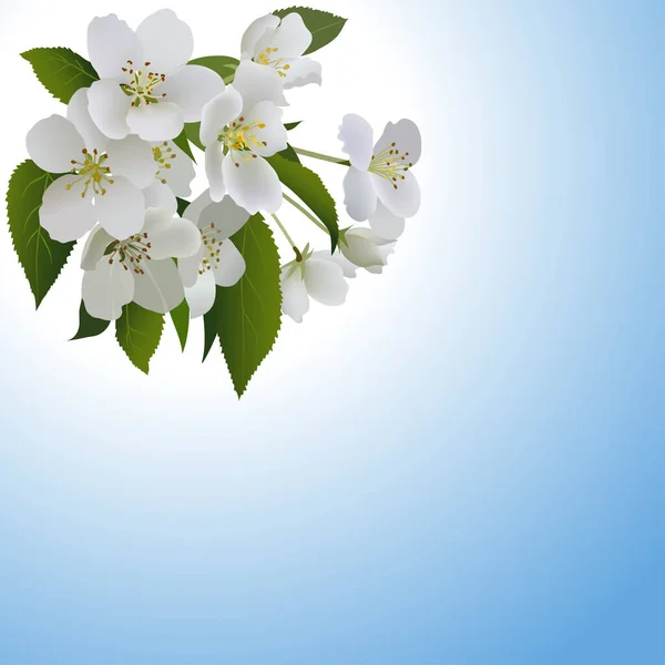 Flores Manzana Blanca Con Hojas Brote — Vector de stock