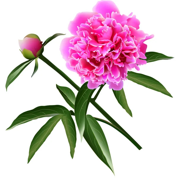 Κόκκινο Ρεαλιστικό Λουλούδι Παιώνια Φύλλα Και Μπουμπούκι — Διανυσματικό Αρχείο