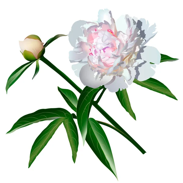 Flor Paeonia Realista Blanca Con Hojas Brote — Vector de stock