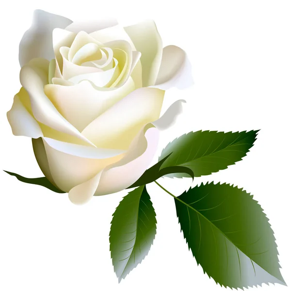 Branco Realista Rosa Flor Folhas —  Vetores de Stock
