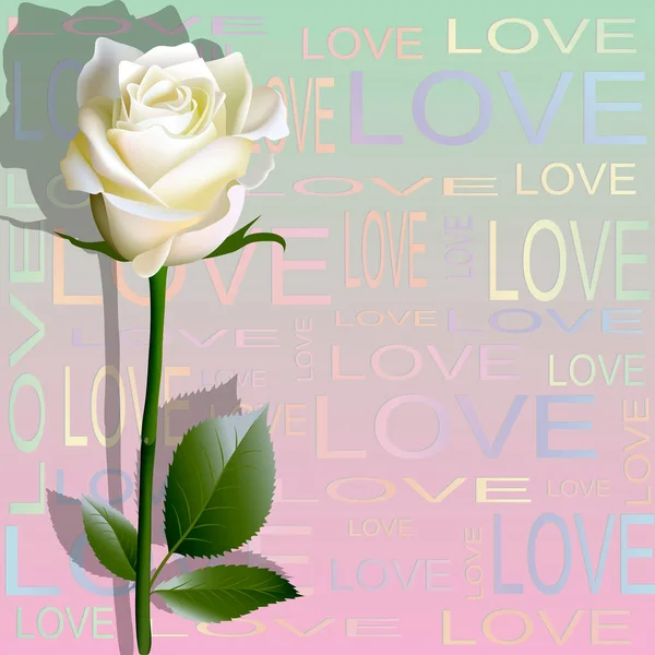 Fondo Color Las Letras Amor Una Flor Rosa Blanca — Vector de stock