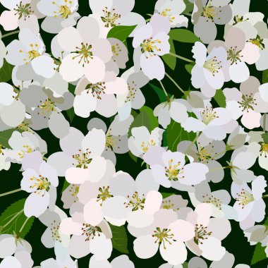 Çiçek açan bir demet elma ağacının kusursuz arka planı.