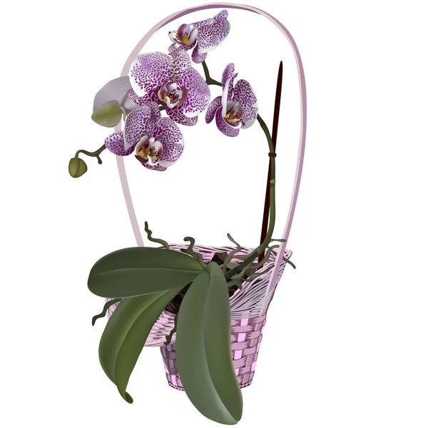 Fotorealistik hasır çiçekli sepet ve orkide. Leylak dalları benekli çiçekler, yapraklar ve kökler.
