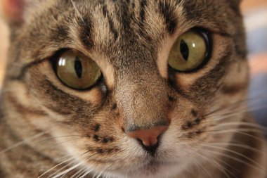 tanımlık Ocicat kadın paspas. ev tigger. kahverengi tanımlık ocicat 