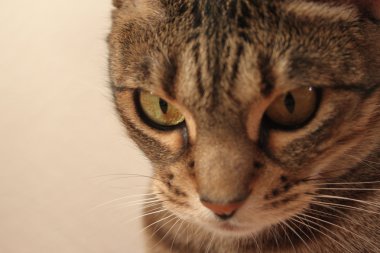 tanımlık Ocicat kadın paspas. ev tigger. kahverengi tanımlık ocicat 