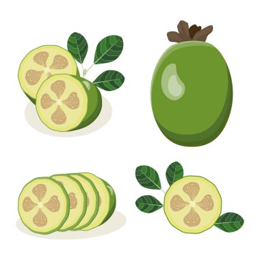 Yapraklı yeşil feijoa meyvesi, yuvarlak bir dilim egzotik feijoa ve meyve parçaları içeren izole edilmiş vektör koleksiyonu. Farklı görüş ve açılarda tropikal feijoa meyvelerinin stilize çizimleri.