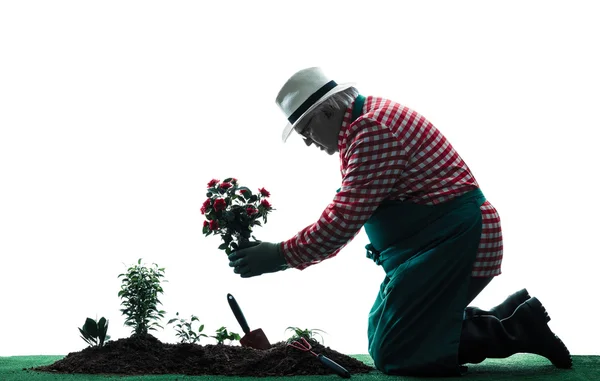 Gardener man gardening isolated silhouette — Stock Photo, Image