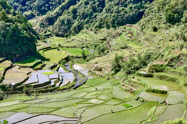 Рисовые поля банау-батад — стоковое фото