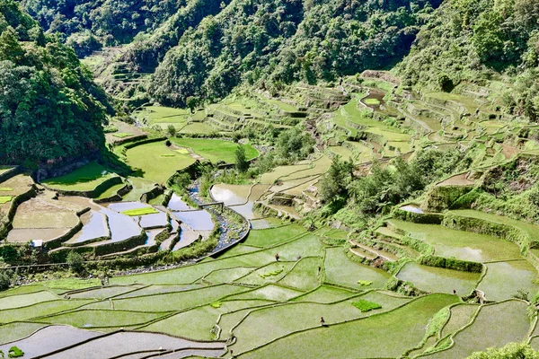 Banaue batad rýžové terasy Rýžoviště — Stock fotografie