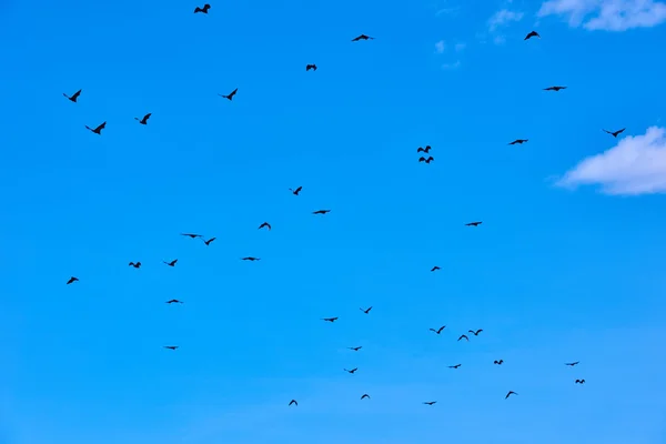 Fruit bats flying Palawan Philippines — Stock Photo, Image