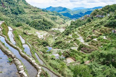 Paddy Teras alanları Türkiye pirinç