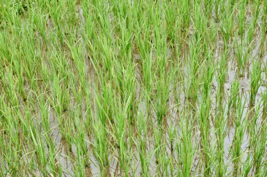 Paddy Teras alanları Türkiye pirinç