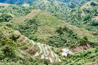 Paddy Teras alanları Türkiye pirinç