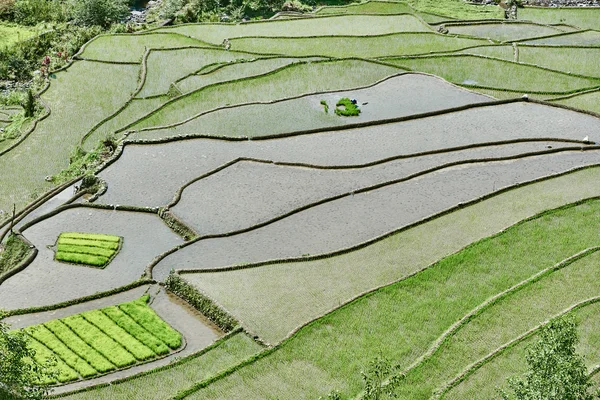 Risfält paddy terrass Filippinerna — Stockfoto