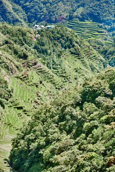 Рисовые поля на террасе Филиппины — стоковое фото