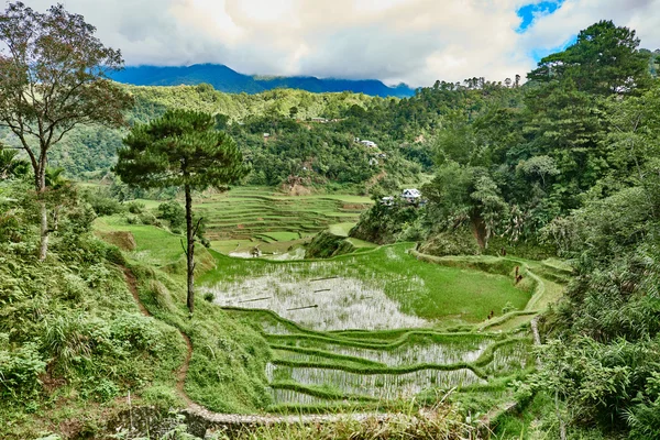 Banaue vandringen ris risfält terrass — Stockfoto