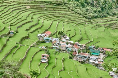 Paddy Teras alanları Türkiye pirinç