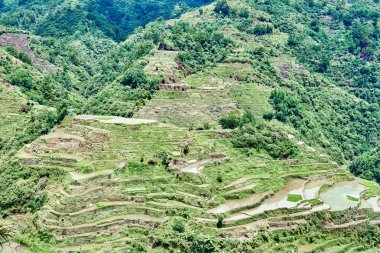 Paddy Teras alanları Türkiye pirinç