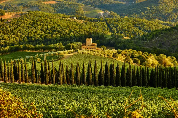 Chianti vineyard Tuscany landscape Italy landmark — Stock Photo, Image