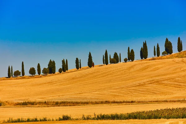 Cipressi collina valle Orcia Toscana paesaggio Italia punto di riferimento Foto Stock