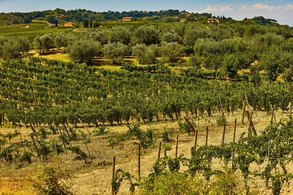 Umbria landscape vineyard olive trees Italy landmark — Stock Photo, Image