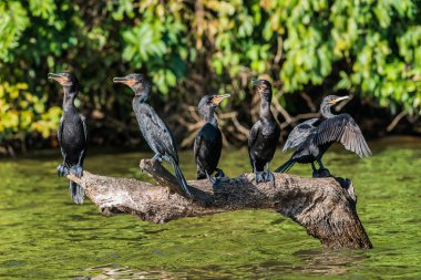 cormorants standing branch peruvian Amazon jungle Madre de Dios  clipart