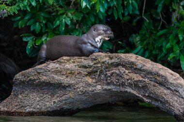 Giant otter standing on log in the peruvian Amazon jungle at Mad clipart