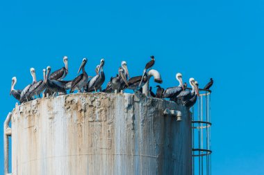 Flock of pelicans on oil rig clipart