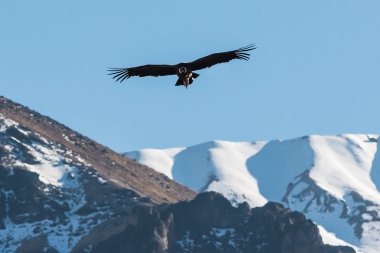 Andean condor flying in the Colca Canyon Arequipa Peru clipart