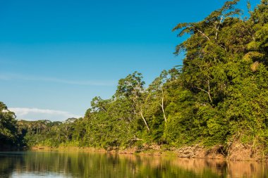 Heath river peruvian Amazon jungle clipart